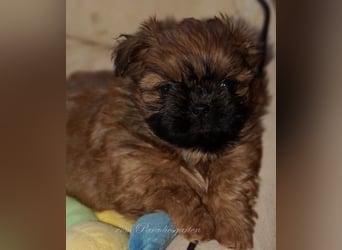 Shih Tzu Welpen aus Vereinszucht