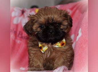Shih Tzu Welpen aus Vereinszucht