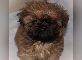 Shih Tzu Welpen aus Vereinszucht