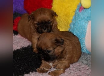 Shih Tzu Welpen aus Vereinszucht