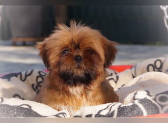 Shih Tzu Welpen aus Vereinszucht