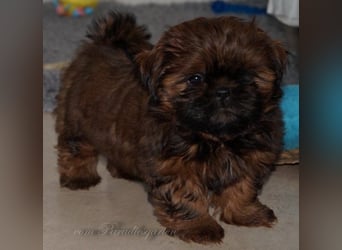 Shih Tzu Welpen aus Vereinszucht