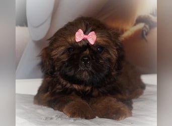 Shih Tzu Welpen aus Vereinszucht