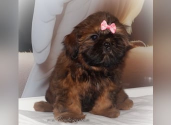 Shih Tzu Welpen aus Vereinszucht