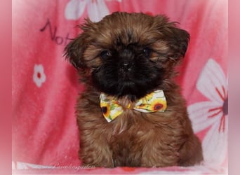 Shih Tzu Welpen aus Vereinszucht