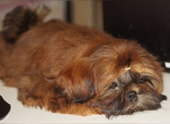 Shih Tzu Welpen aus Vereinszucht