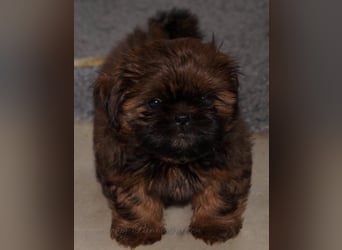 Shih Tzu Welpen aus Vereinszucht
