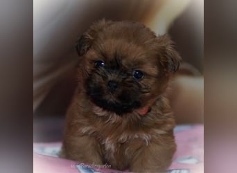 Shih Tzu Welpen aus Vereinszucht