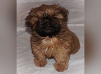 Shih Tzu Welpen aus Vereinszucht