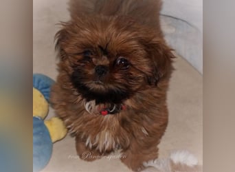 Shih Tzu Welpen aus Vereinszucht