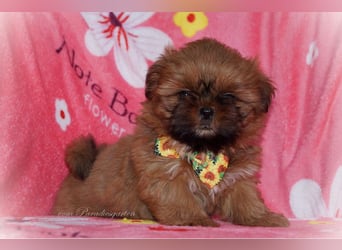 Shih Tzu Welpen aus Vereinszucht
