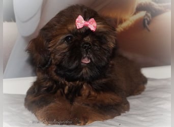 Shih Tzu Welpen aus Vereinszucht
