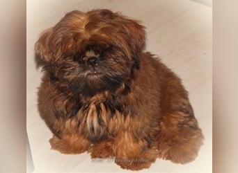 Shih Tzu Welpen aus Vereinszucht