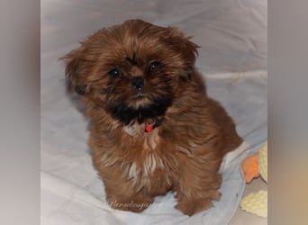 Shih Tzu Welpen aus Vereinszucht