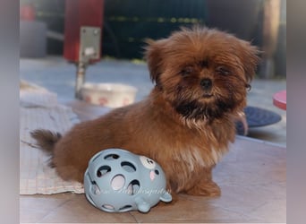 Shih Tzu Welpen aus Vereinszucht