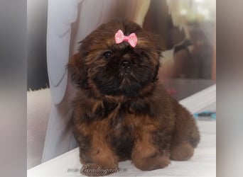 Shih Tzu Welpen aus Vereinszucht