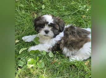 Shih Tzu Welpen aus Vereinszucht