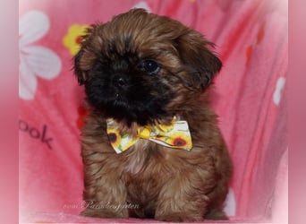 Shih Tzu Welpen aus Vereinszucht