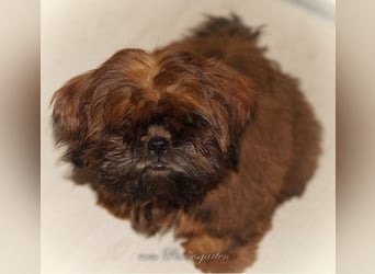 Shih Tzu Welpen aus Vereinszucht