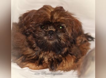 Shih Tzu Welpen aus Vereinszucht