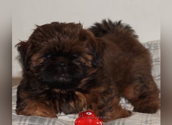 Shih Tzu Welpen aus Vereinszucht