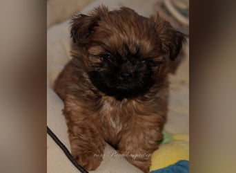 Shih Tzu Welpen aus Vereinszucht