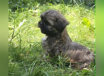Shih Tzu Welpen aus Vereinszucht