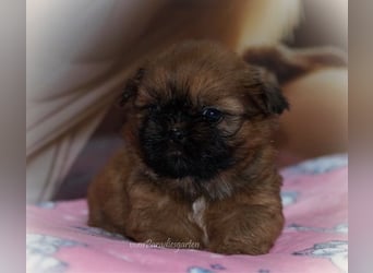 Shih Tzu Welpen aus Vereinszucht