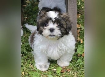 Shih Tzu Welpen aus Vereinszucht