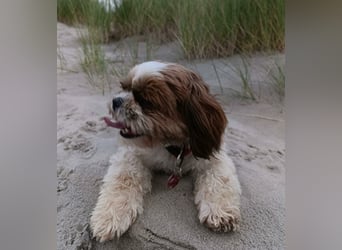 NOTFALL: katzenverträgliche Shih Tzu Hündin, sozial u. lieb, verliert ihr Zuhause :-( MIT VIDEOS!