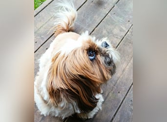 NOTFALL: katzenverträgliche Shih Tzu Hündin, sozial u. lieb, verliert ihr Zuhause :-( MIT VIDEOS!