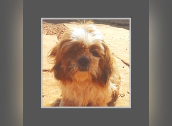 NOTFALL: katzenverträgliche Shih Tzu Hündin, sozial u. lieb, verliert ihr Zuhause :-( MIT VIDEOS!