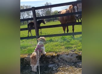 NOTFALL: katzenverträgliche Shih Tzu Hündin, sozial u. lieb, verliert ihr Zuhause :-( MIT VIDEOS!