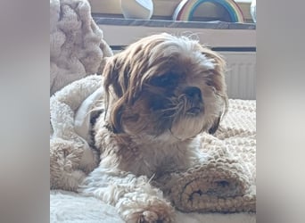 NOTFALL: katzenverträgliche Shih Tzu Hündin, sozial u. lieb, verliert ihr Zuhause :-( MIT VIDEOS!