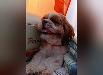 NOTFALL: katzenverträgliche Shih Tzu Hündin, sozial u. lieb, verliert ihr Zuhause :-( MIT VIDEOS!