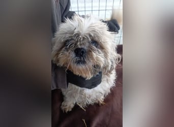 Csuri, kleines Shih Tzu Mädchen geb. 2020