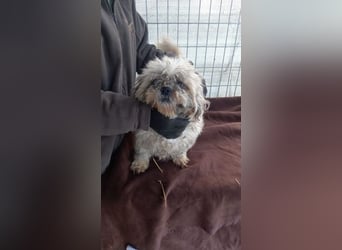 Csuri, kleines Shih Tzu Mädchen geb. 2020