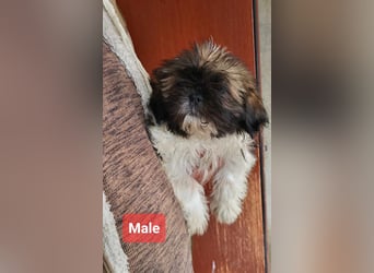 Welpenalarm!! Süße Shih Tzu suchen ein zuhause