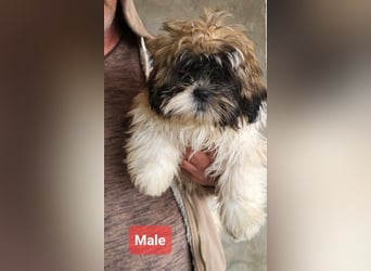 Welpenalarm!! Süße Shih Tzu suchen ein zuhause