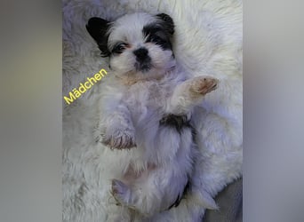 Shih tzu