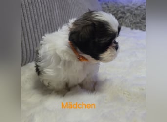 Shih tzu