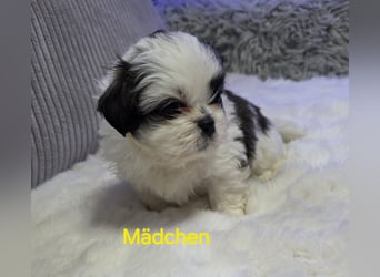 Shih tzu