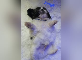 Shih tzu
