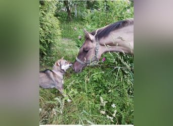 Shikoku-ken FCI. Eine seltene, intelligente, familienorientierte und angesehene japanische Rasse.