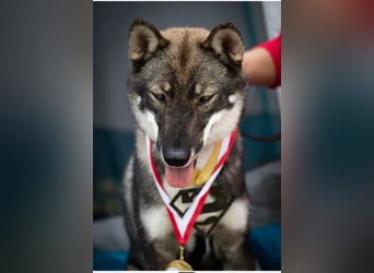 Shikoku-ken FCI. Eine seltene, intelligente, familienorientierte und angesehene japanische Rasse.