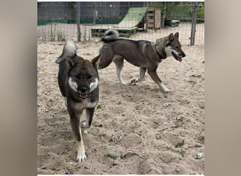 Shikoku-ken FCI. Eine seltene, intelligente, familienorientierte und angesehene japanische Rasse.