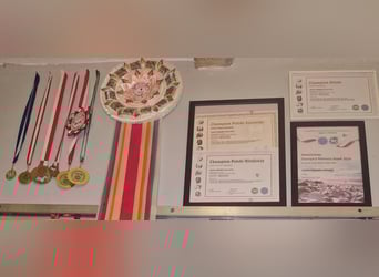 Shikoku-ken FCI. Eine seltene, intelligente, familienorientierte und angesehene japanische Rasse.