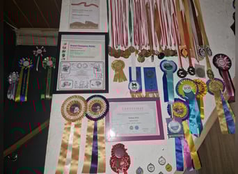 Shikoku-ken FCI. Eine seltene, intelligente, familienorientierte und angesehene japanische Rasse.