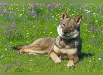 Shikoku-ken FCI. Eine seltene, intelligente, familienorientierte und angesehene japanische Rasse.