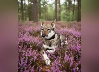 Shikoku-ken FCI. Eine seltene, intelligente, familienorientierte und angesehene japanische Rasse.